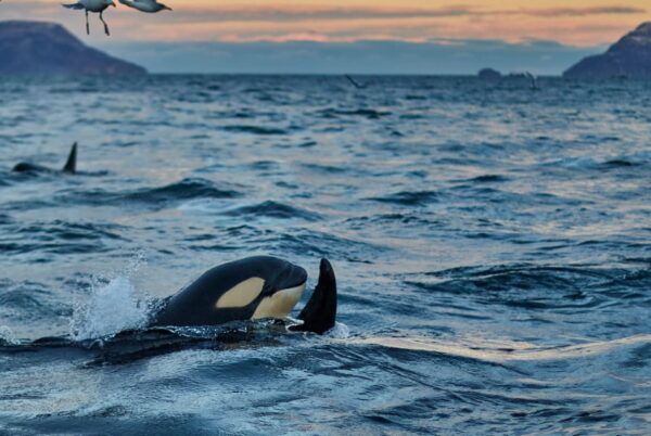 From Tromso: Whale Watching in Magic Skjervoy - Inclusions and Provisions
