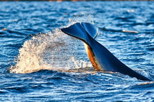 From Tromso: Whale Watching in Magic Skjervoy - Participant Suitability