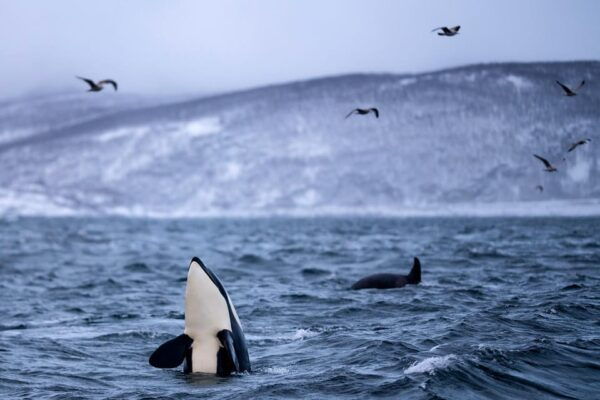 From Tromso: Whale Watching in Magic Skjervoy - Customer Testimonials