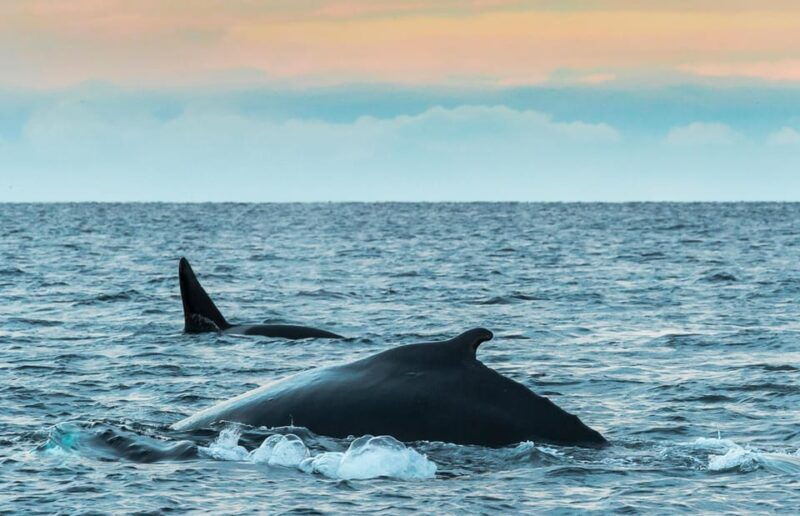 From Tromsø: Whale Watching RIB Safari at Skjervøy - Good To Know
