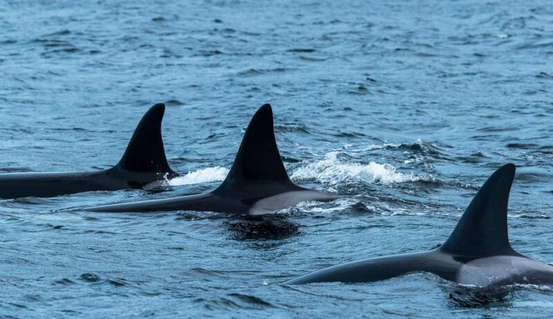 From Tromsø: Whale Watching RIB Safari at Skjervøy - The RIB Safari: Close Encounters in the Arctic Waters
