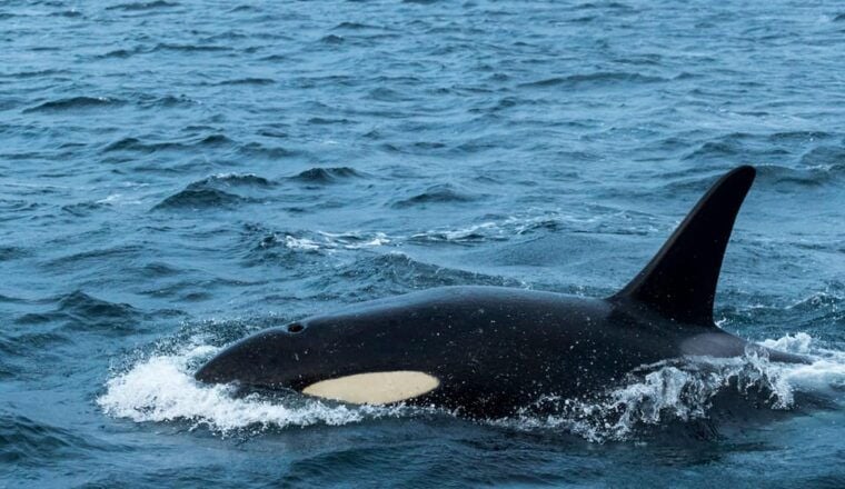 From Tromsø: Whale Watching RIB Safari at Skjervøy - Wild Landscapes and Photographic Opportunities