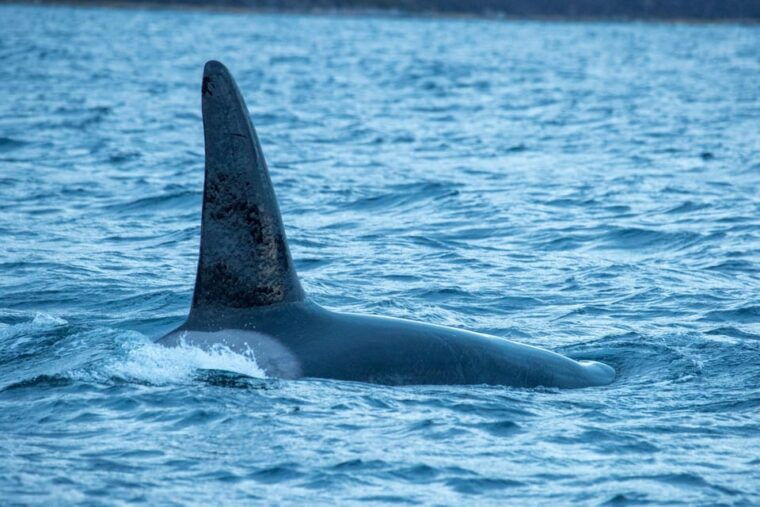 From Tromsø: Whale Watching RIB Safari at Skjervøy - Returning and Reflecting on the Experience