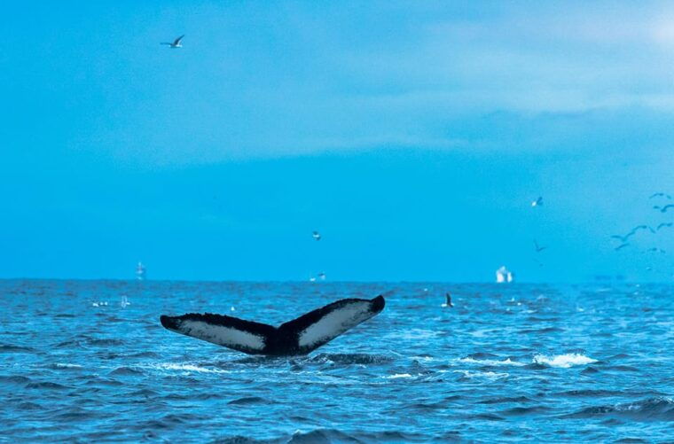 From Tromsø: Whale Watching RIB Safari at Skjervøy - Final Thoughts: Why Choose This Whale Safari?