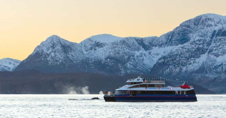 From Tromsø: Whale Watching Safari on High-Speed Catamaran - Itinerary Details