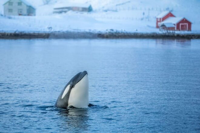 From Tromsø: Whale Watching Safari on High-Speed Catamaran - Highlights and Experience