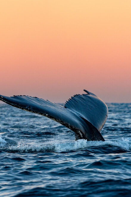 From Tromsø: Whale Watching Safari on High-Speed Catamaran - Onboard Amenities and Safety