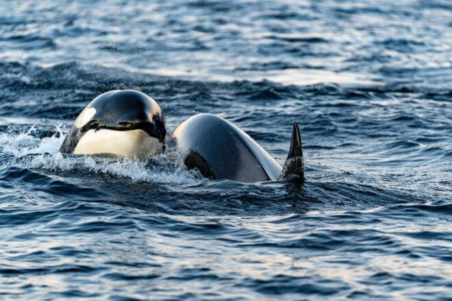 From Tromsø: Whale Watching Safari on High-Speed Catamaran - Important Information