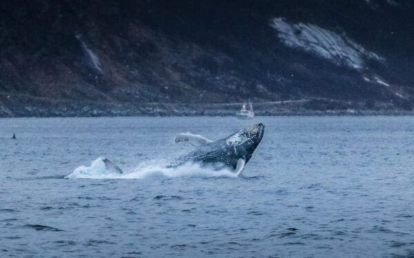 From Tromsø: Whale Watching Safari on High-Speed Catamaran - What to Bring