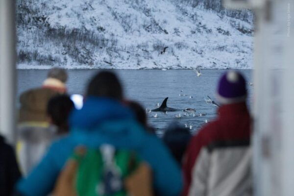 From Tromsø: Whale Watching Safari on High-Speed Catamaran - Weather Considerations