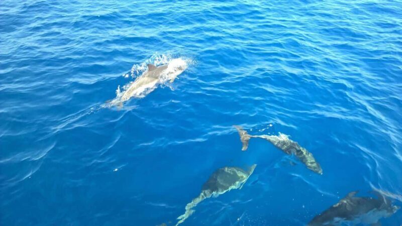 From Tropea: Sailing tour along the coast of the Gods - FAQ