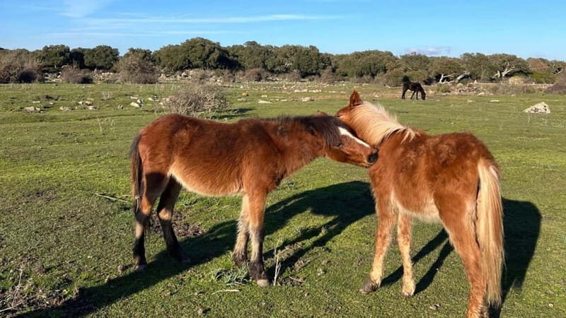 From Tuili: trekking in the Giara Park - Exploring the Heart of Sardinia: What This Tour Offers