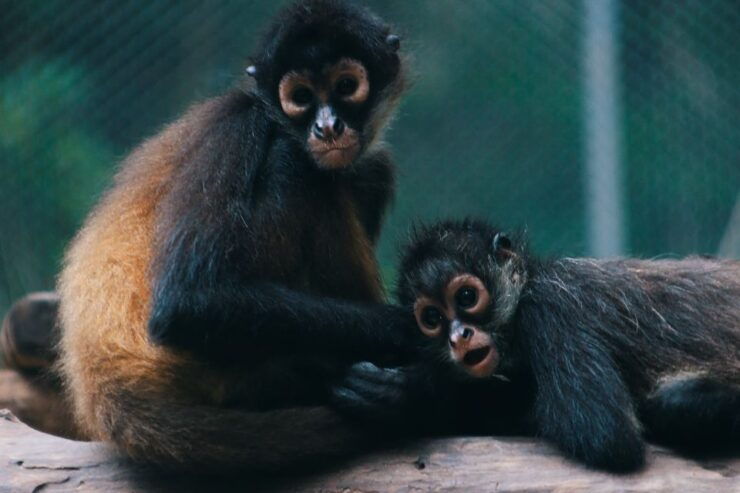 From Tulum: ATV Ride With Monkey Sanctuary and Cenote Trip - Activity Details