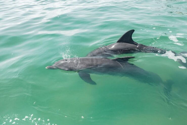 From Tulum: Sian Kaan Boat Trip Adventure With Lunch - Booking Details
