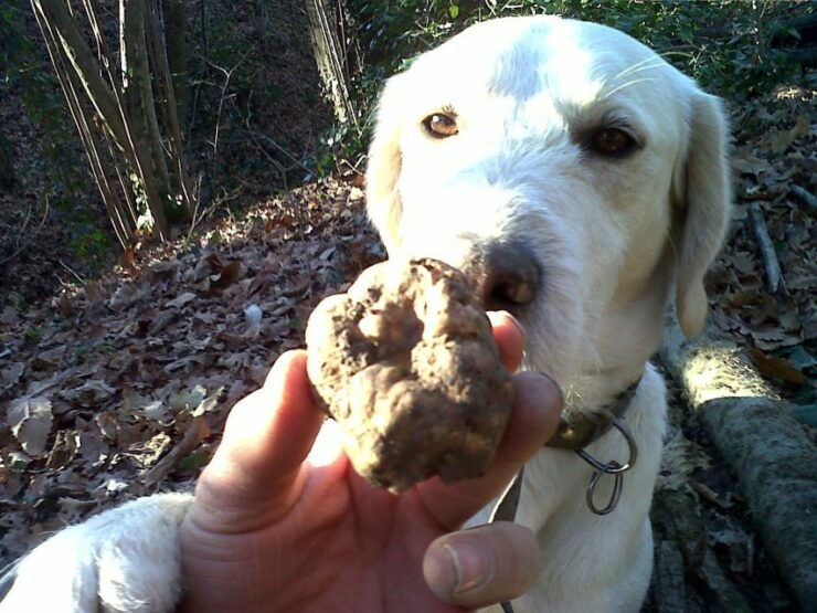 From Turin: Half-Day Truffle Hunting and Lunch in Piedmont - Experience Description