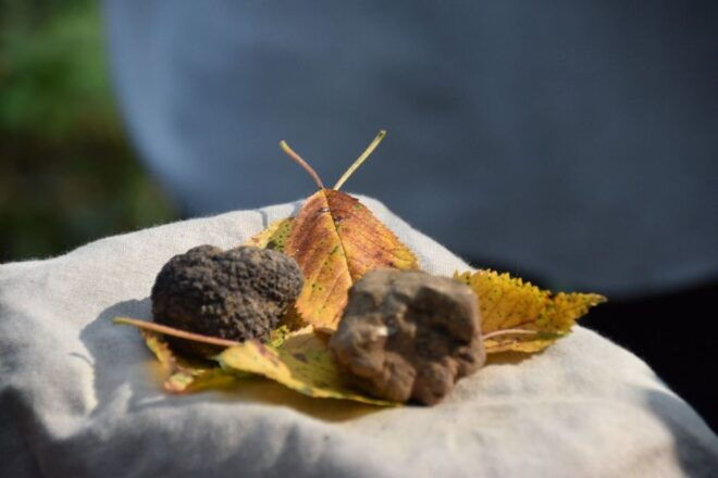 From Turin: Half-Day Truffle Hunting and Lunch in Piedmont - Booking Information
