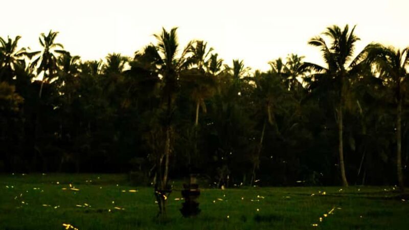 From Ubud: Balinese Home Visit and Firefly Experience - Final Thoughts