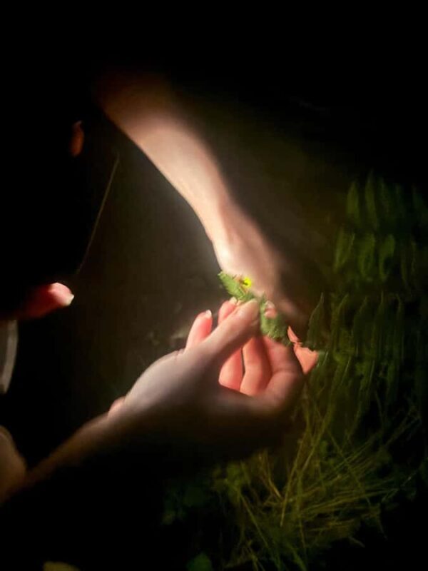 From Ubud: Balinese Home Visit and Firefly Experience - The Sum Up