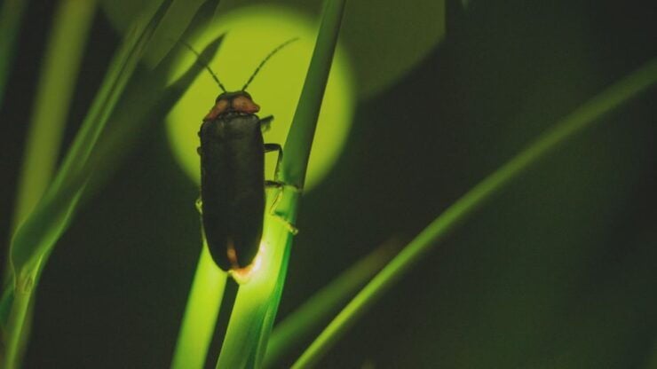From Ubud: Evening Firefly Tour in Taro Village - Activity Details