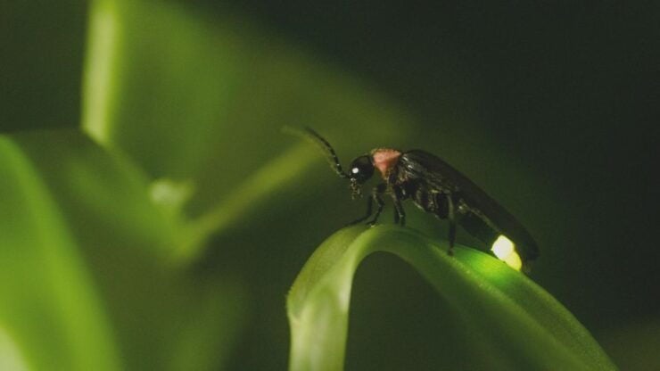 From Ubud: Evening Firefly Tour in Taro Village - Experience