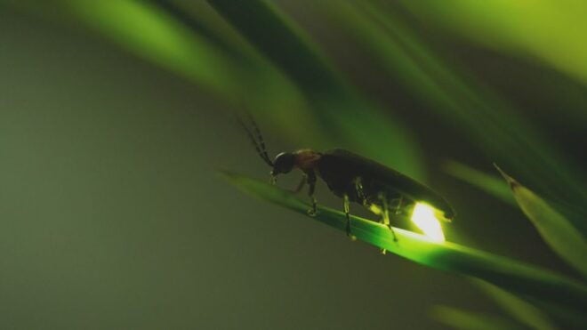 From Ubud: Evening Firefly Tour in Taro Village - Full Description