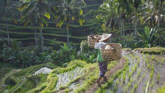 From Ubud: Evening Firefly Tour in Taro Village - Select Participants and Date