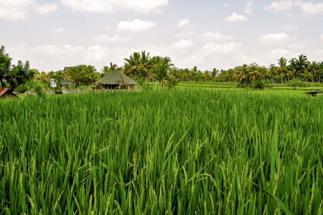 From Ubud: Evening Firefly Tour in Taro Village - Meeting Point and Directions