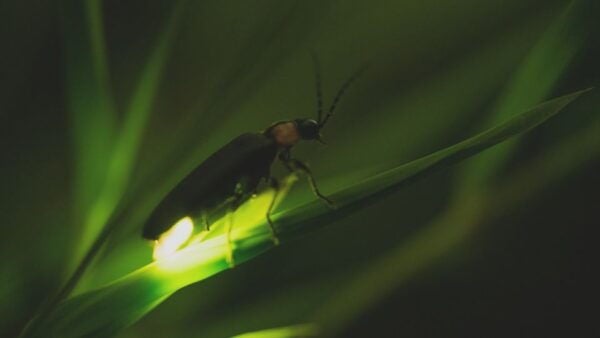 From Ubud: Evening Firefly Tour in Taro Village - Review Summary
