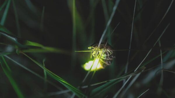 From Ubud: Evening Firefly Tour in Taro Village - Additional Information