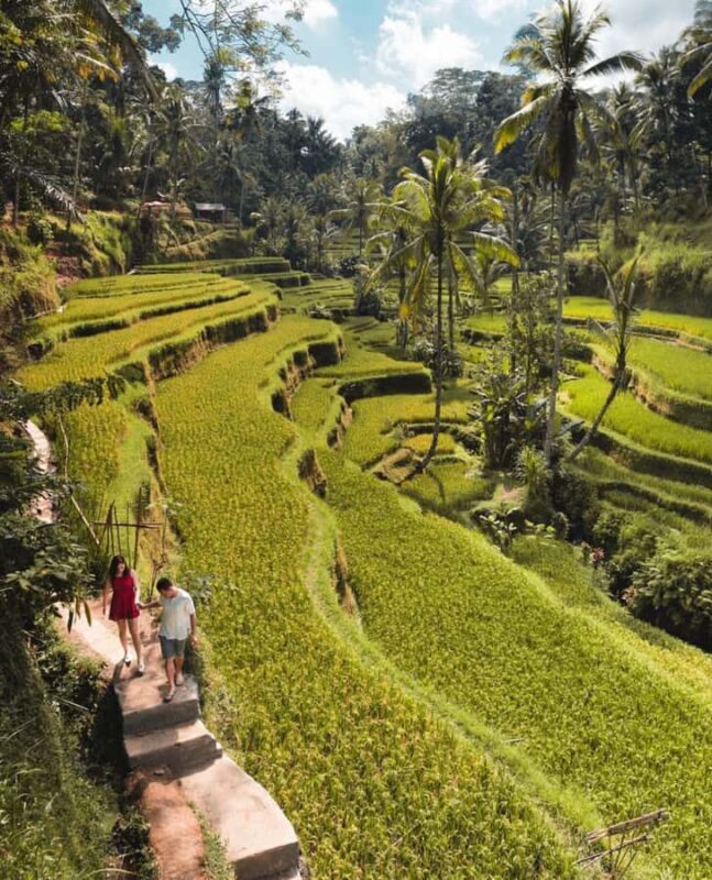 From Ubud: Rice Terrace, Monkey Forest & Waterfall Tour - Detailed Breakdown of the Tour Experience