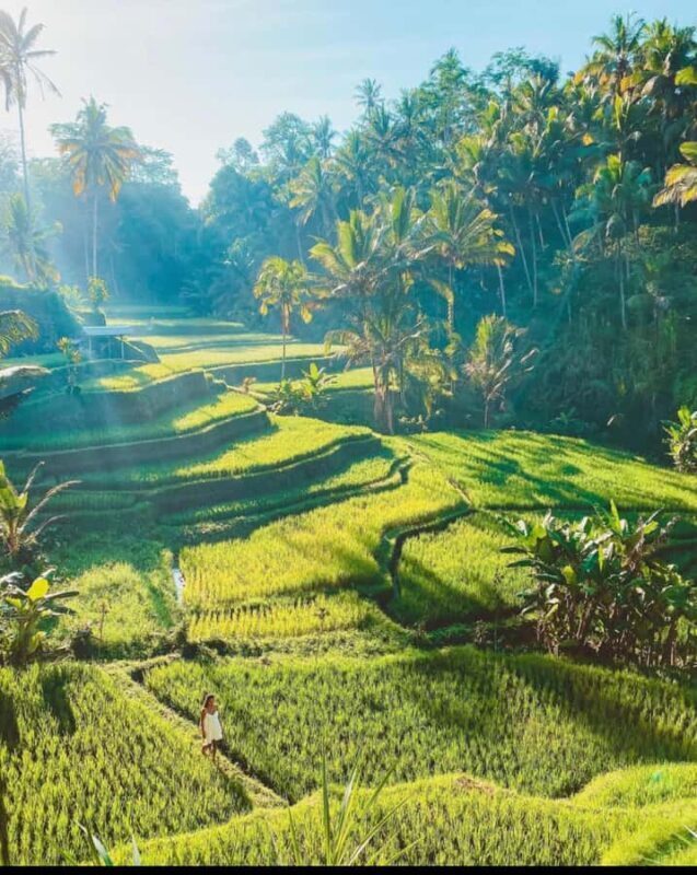 From Ubud: Rice Terrace, Monkey Forest & Waterfall Tour - Good To Know