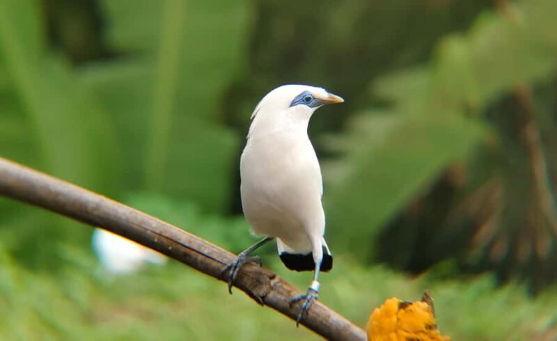From Ubud: Tengkudak Village Guided Tour with Bird Spotting - Good To Know