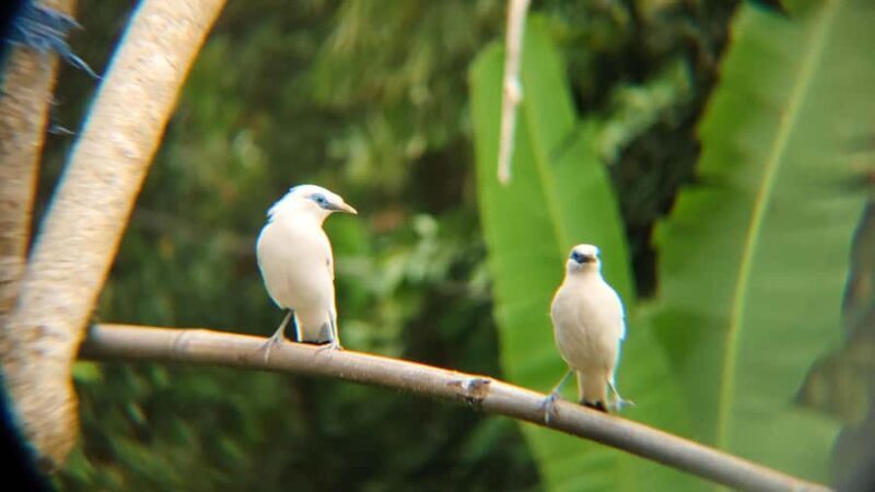 From Ubud: Tengkudak Village Guided Tour with Bird Spotting - Good To Know