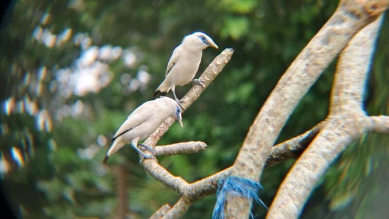 From Ubud: Tengkudak Village Guided Tour with Bird Spotting - The Sum Up