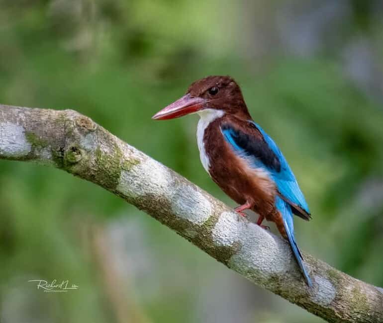 From Udaipur: Authentic Village Safari Experience - What Travelers Are Saying