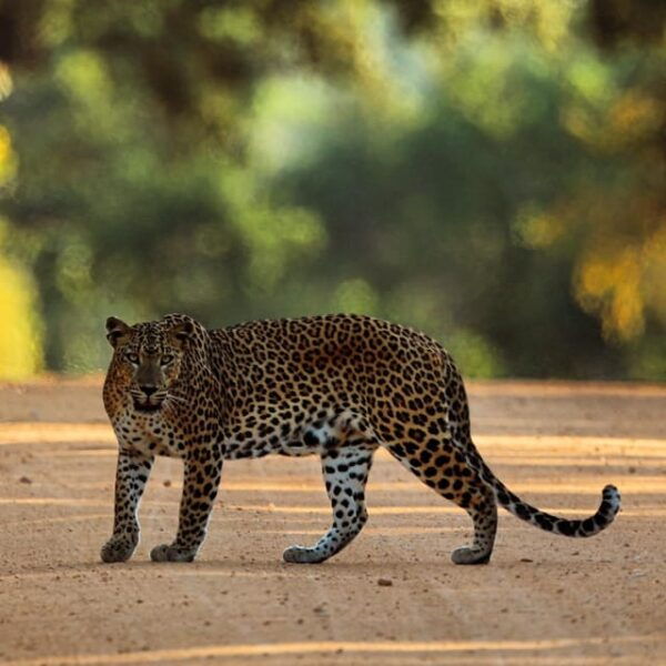 From Udawalawa - Udawalawa National Park Safari Tour - Booking Information
