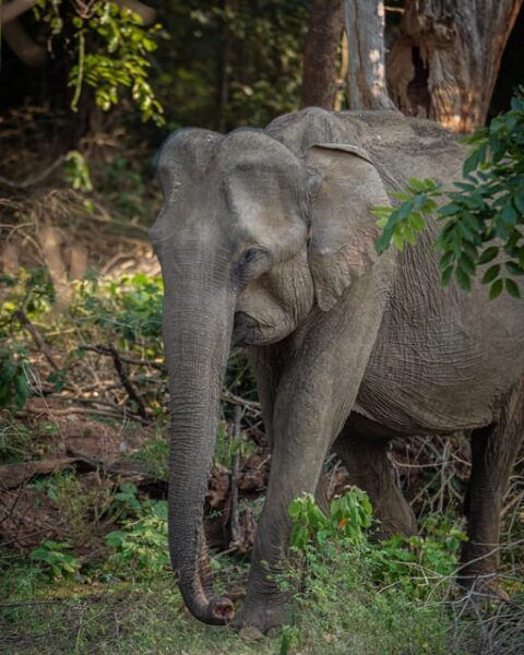 From Udawalawa - Udawalawa National Park Safari Tour - Frequently Asked Questions