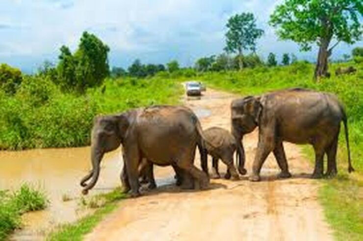 From Udawalawe :-National Park Thrilling Full-Day Safari - Safari Ticket Details