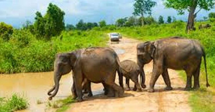 From Udawalawe :-National Park Thrilling Full-Day Safari - Safari Highlights