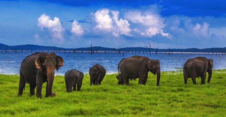 From Udawalawe :-National Park Thrilling Half-Day Safari - Tour Overview