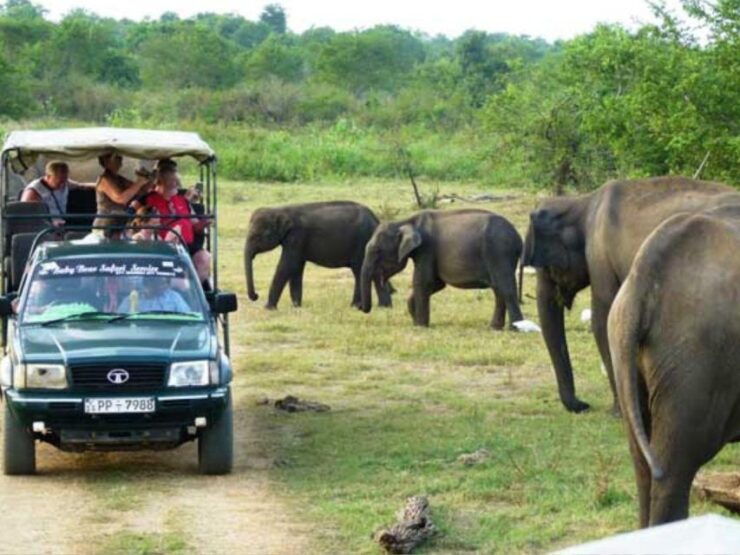 From Udawalawe: Safari at Udawalawe National Park - Wildlife Encounters