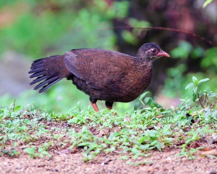 From Udawalawe:Sinharaja Rain Forest Private Day Tour - Tour Experience