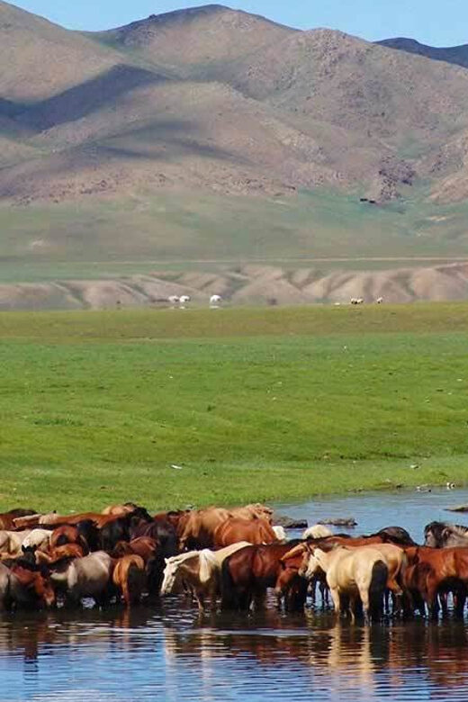 From Ulaanbaatar: Day Trip to Hustai National Park - Final Thoughts