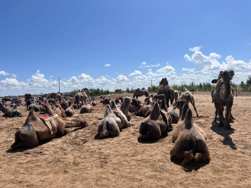 From Ulaanbaatar: Semi Gobi and Ancient Kharkhorin Tour - Final Thoughts