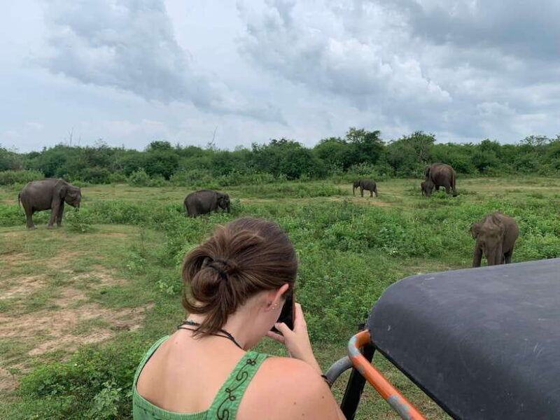 From Unawatuna: Udawalawe National Park Safari with transfer - Introduction to the Safari Adventure