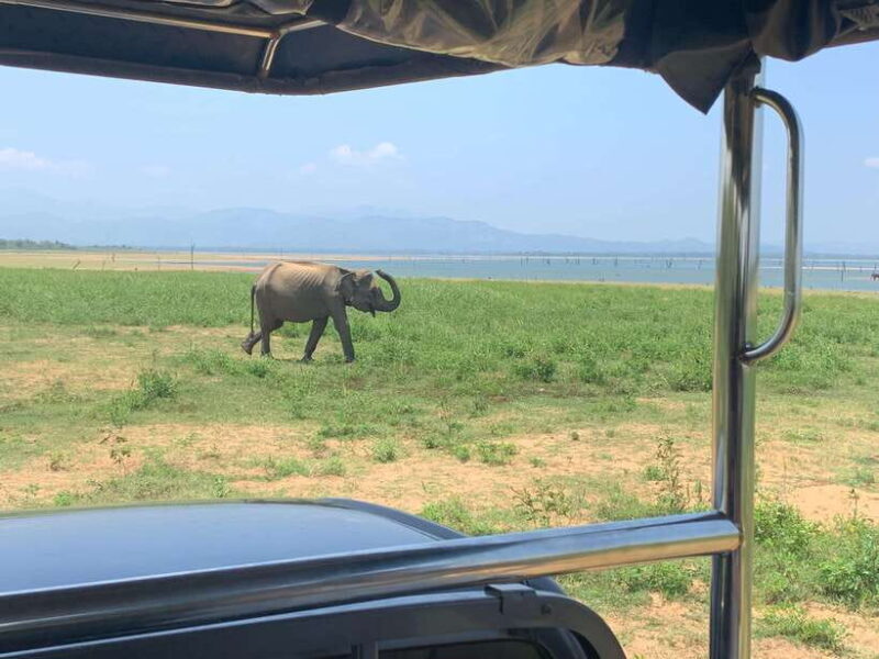 From Unawatuna: Udawalawe National Park Safari with transfer - The Sum Up