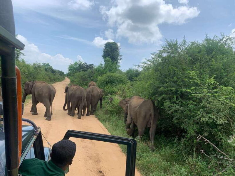 From Unawatuna: Udawalawe National Park Safari with transfer - A Closer Look at the Udawalawe Tour Experience