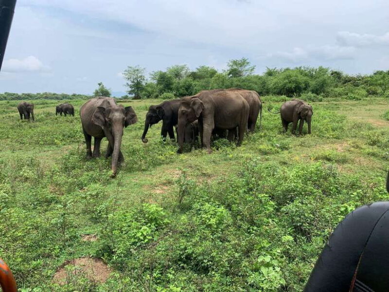 From Unawatuna: Udawalawe National Park Safari with transfer - FAQs