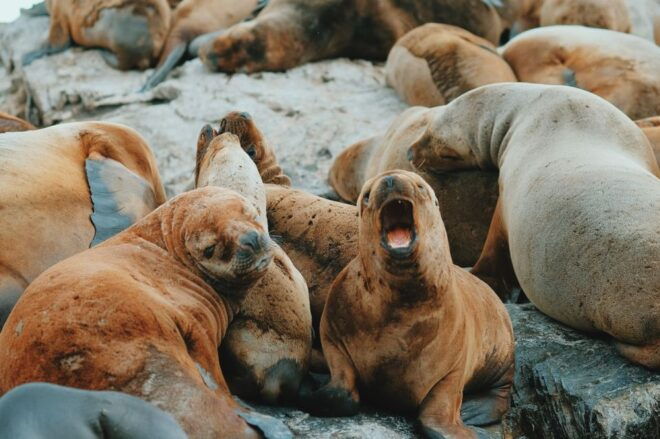 From Ushuaia: Beagle Channel Catamaran Tour - Participant Information