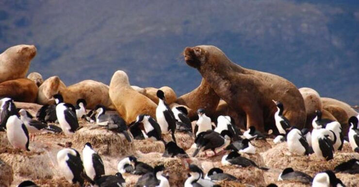 From Ushuaia: Penguin Watching Tour by Catamaran - Catamaran Cruise Details